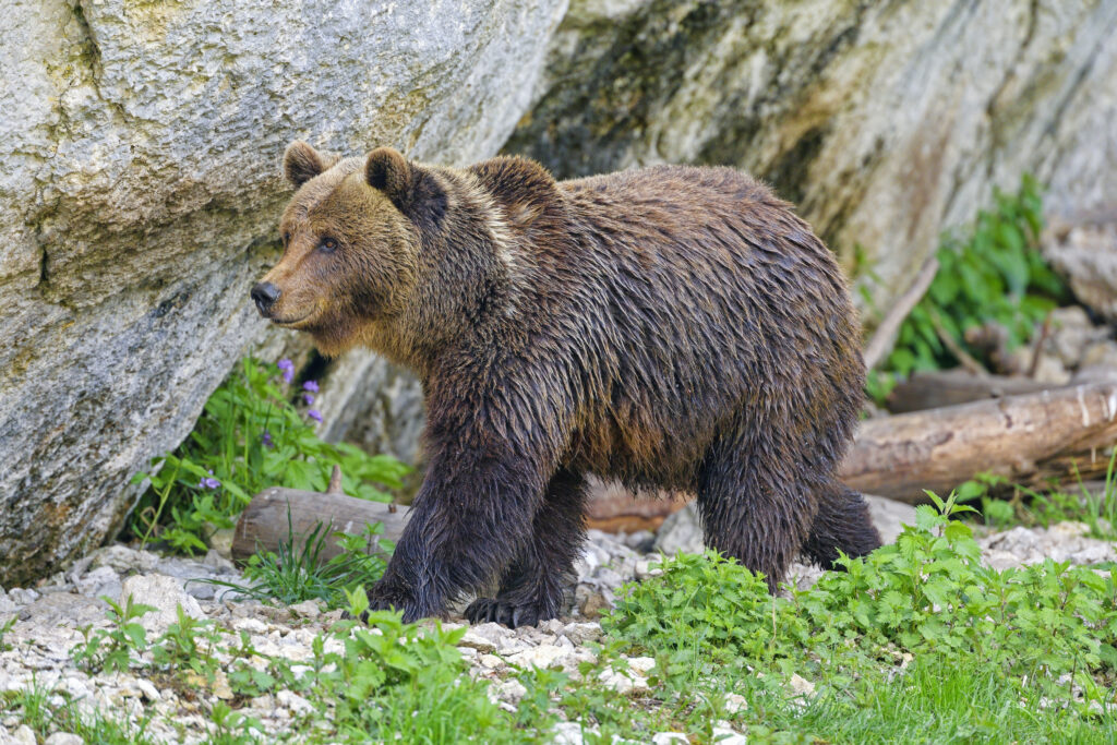Majestic Bear Walking in Lush Greenery - High-Resolution Wallpaper