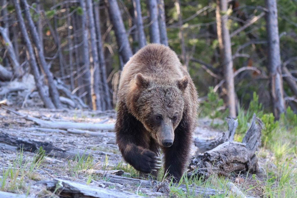 Majestic Bear in Forest - High-Resolution Wildlife Wallpaper