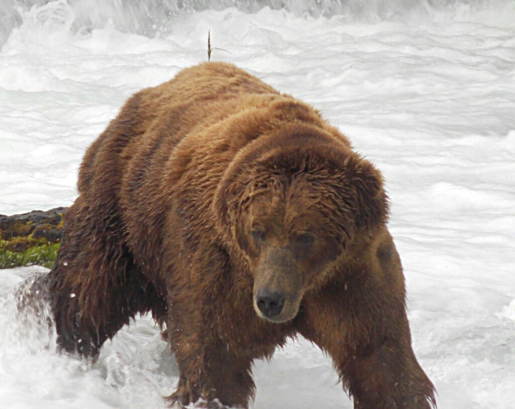 Majestic Bear Navigates Rushing Water: Strength in Nature's Beauty Wallpaper