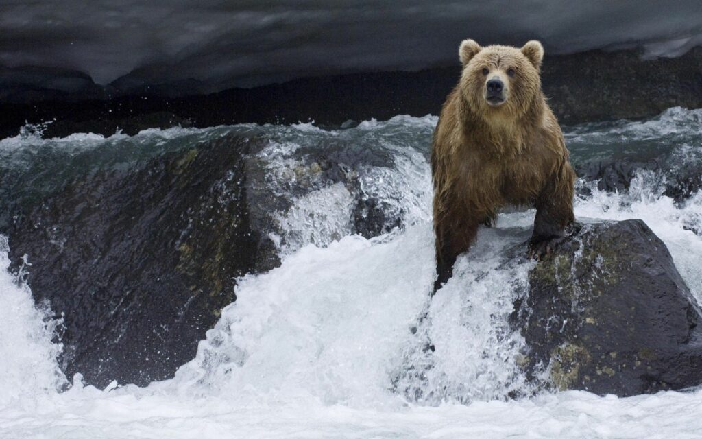 Majestic Bear on Rock: Nature's Strength in Rushing River Wallpaper