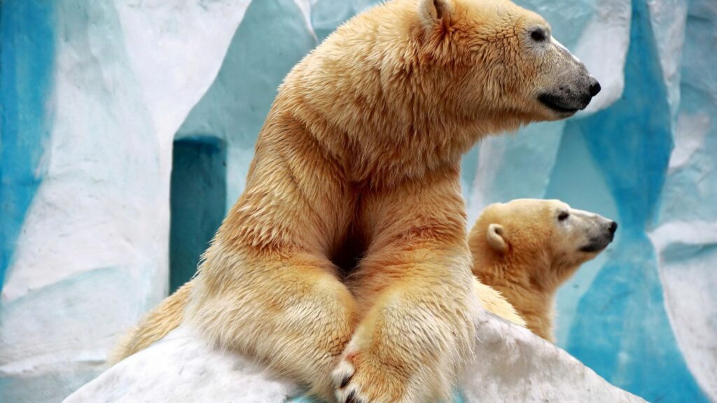 Majestic Bears on Icy Rocks - Serene Zoo Exhibit Wallpaper