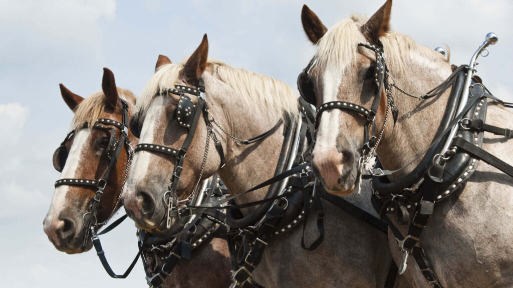 Majestic Belgian Draft Horses: Power & Elegance in Dynamic Wallpaper