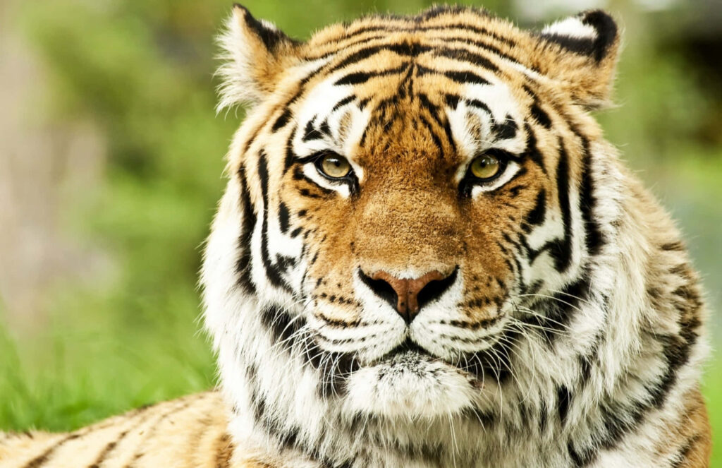 “Regal Bengal Tiger Close-Up Wallpaper in Lush Green Background”