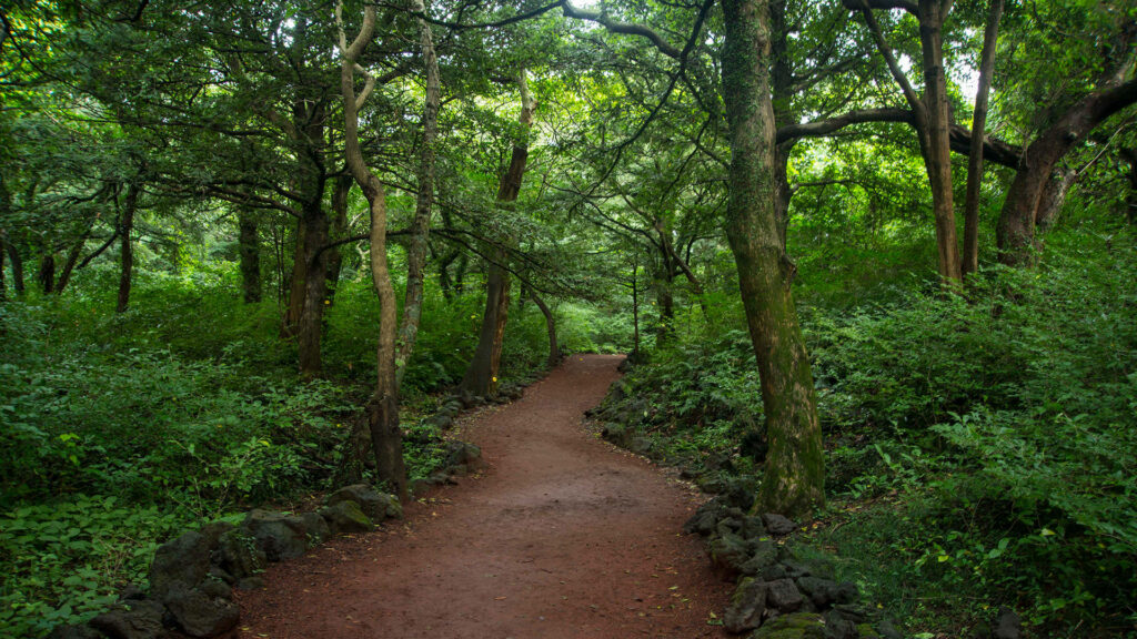 A Majestic Forest Oasis: Bijarim's Ancient Nutmeg Grove on Jeju Island Wallpaper