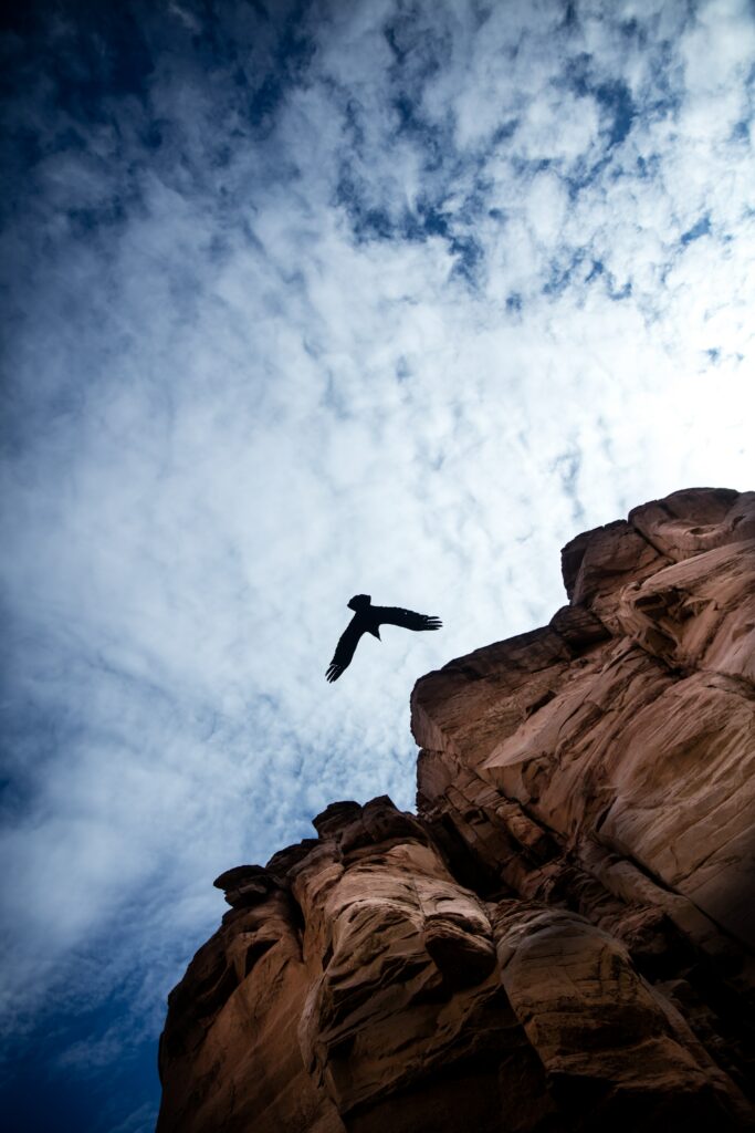 Majestic Bird Soars Over Rugged Rocks and Vast Sky Wallpaper