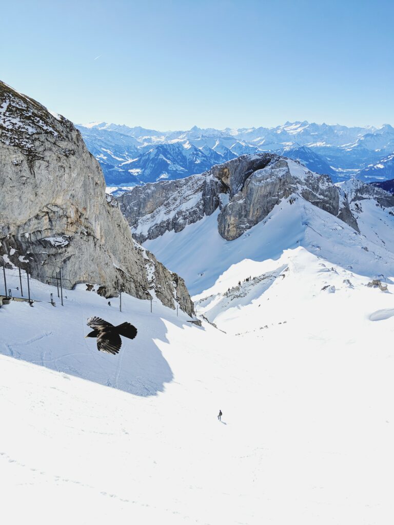 Majestic bird soaring over snowy mountains and rugged rocks in a clear blue alpine sky wallpaper