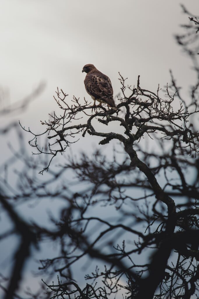Majestic Bird on Leafless Tree - High-Resolution Nature Wallpaper