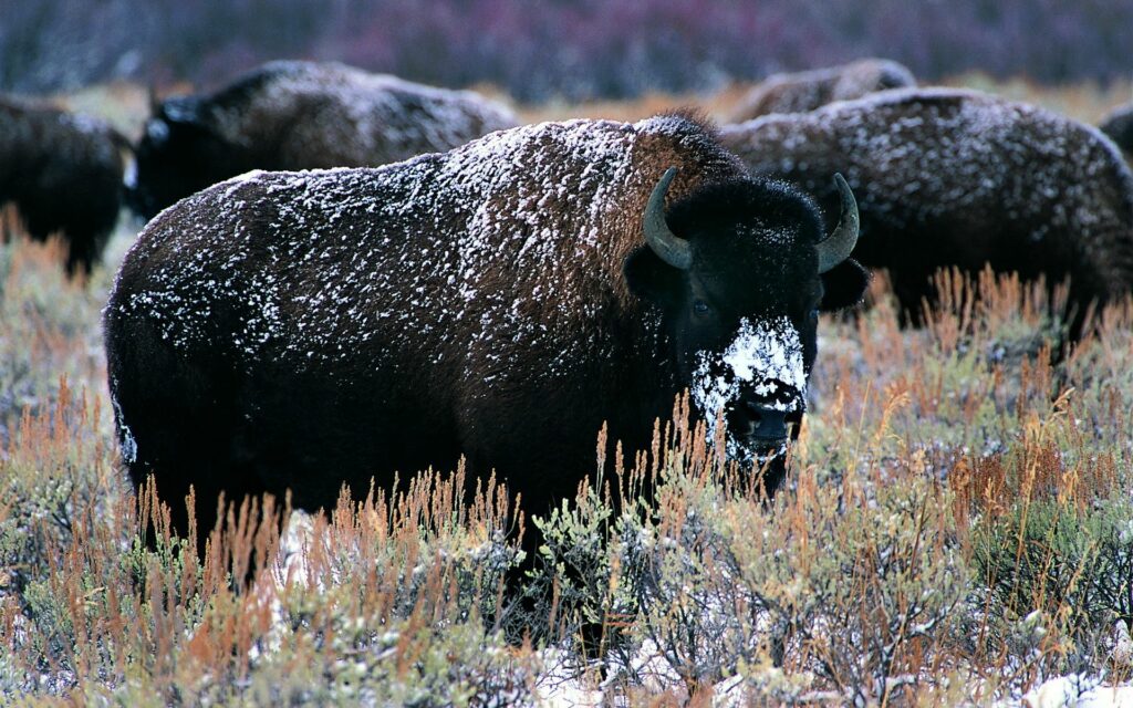 Majestic Bison in Snowy Landscape - Serene Winter Background Wallpaper