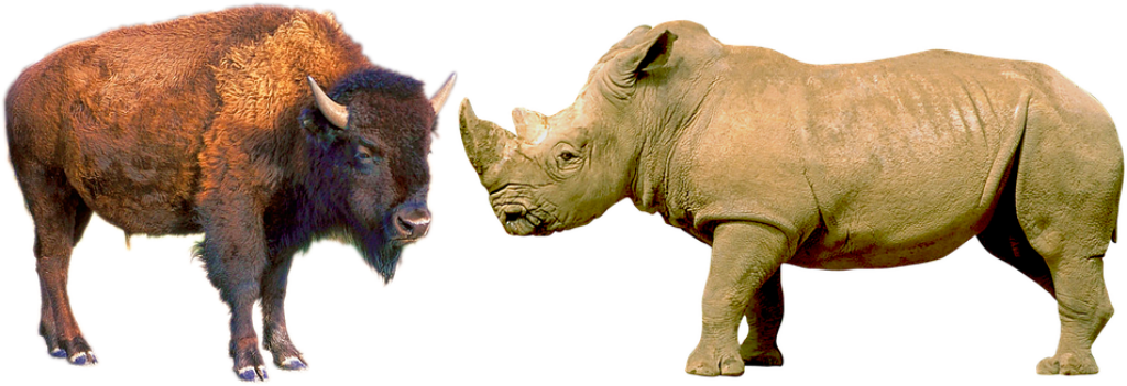 Bison & Rhinoceros: Majestic Animal Wallpaper Background