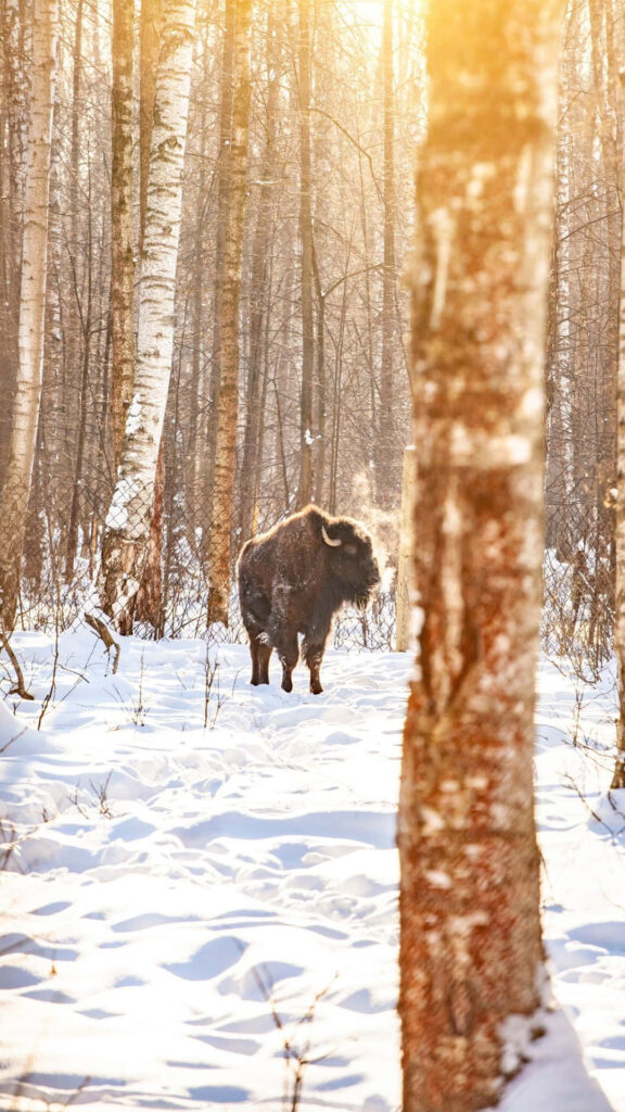 Majestic bison in snowy birch forest illuminated by warm winter sunlight peaceful wildlife scene Wallpaper