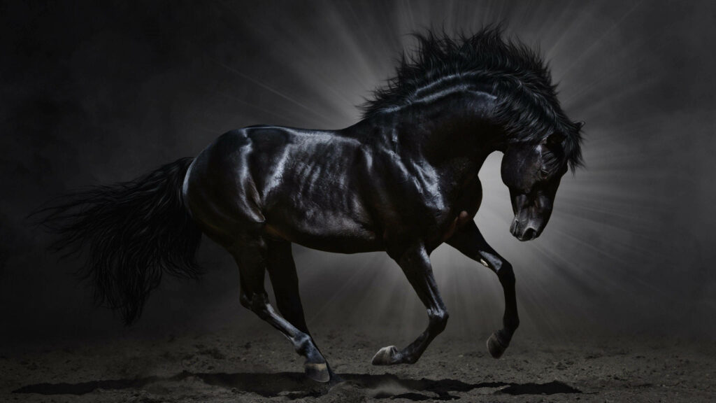 Majestic Black Horse in Motion Against Dark Background - Stunning Wallpaper