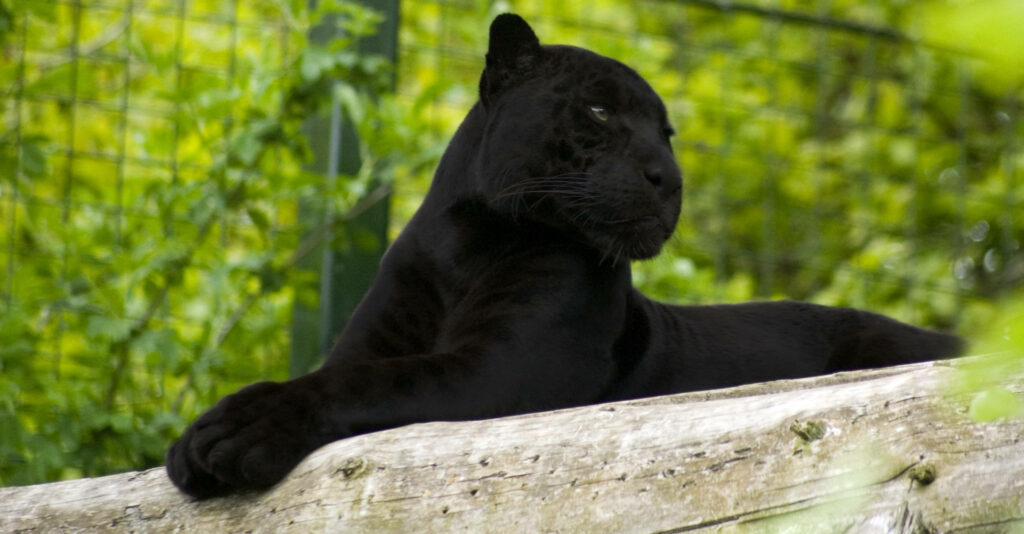 Majestic Black Panther Wallpaper Amidst Lush Greenery Background