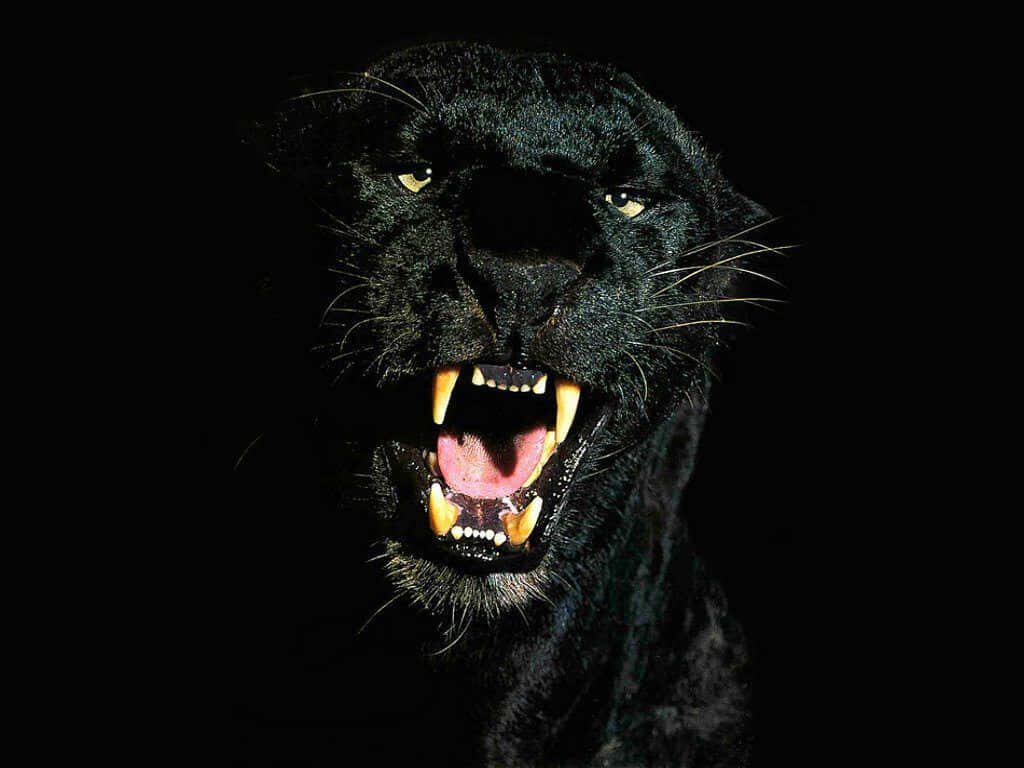 Majestic Black Panther Wallpaper: Fierce Eyes & Mystery Background