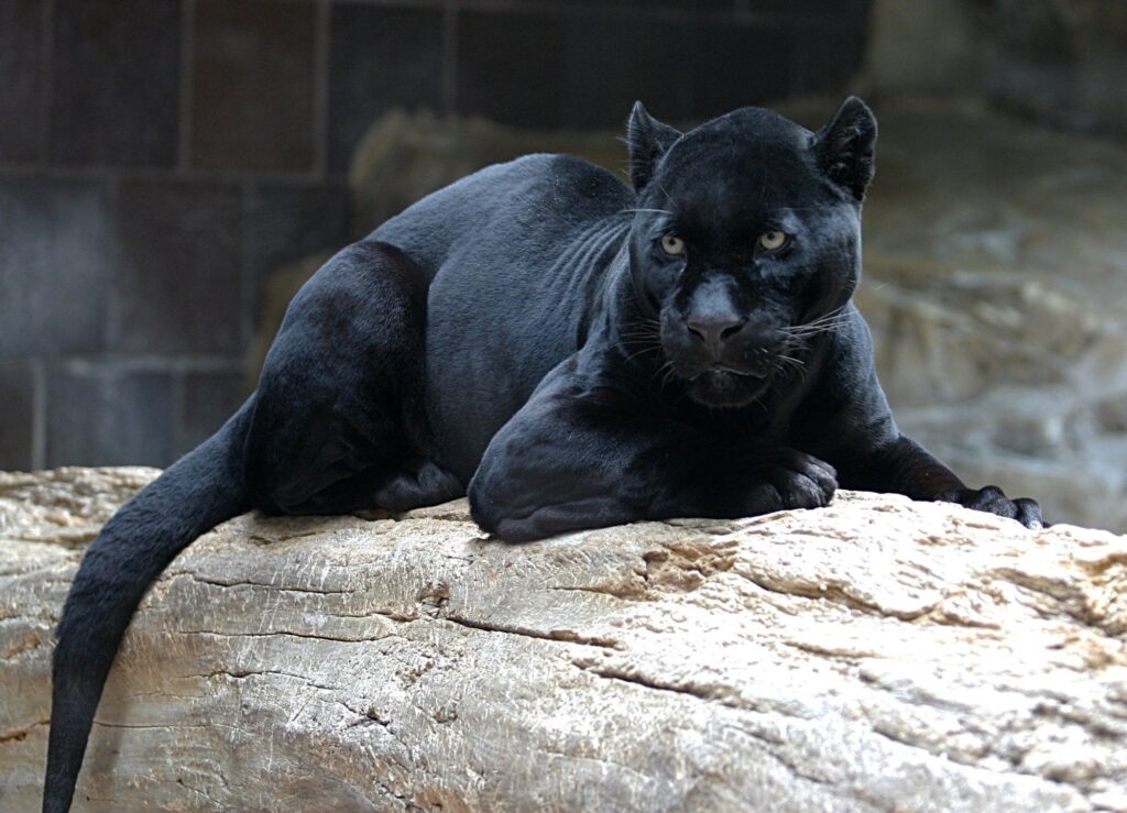 Majestic Black Panther on Timber Log: Nature's Stealthy Predator Wallpaper