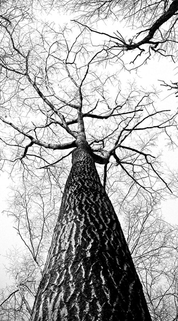 Artistic Black and White Wallpaper: Leafless Tree Against Overcast Sky