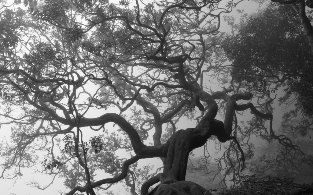 Majestic Black and White Tree Wallpaper: Elegant Nature Background