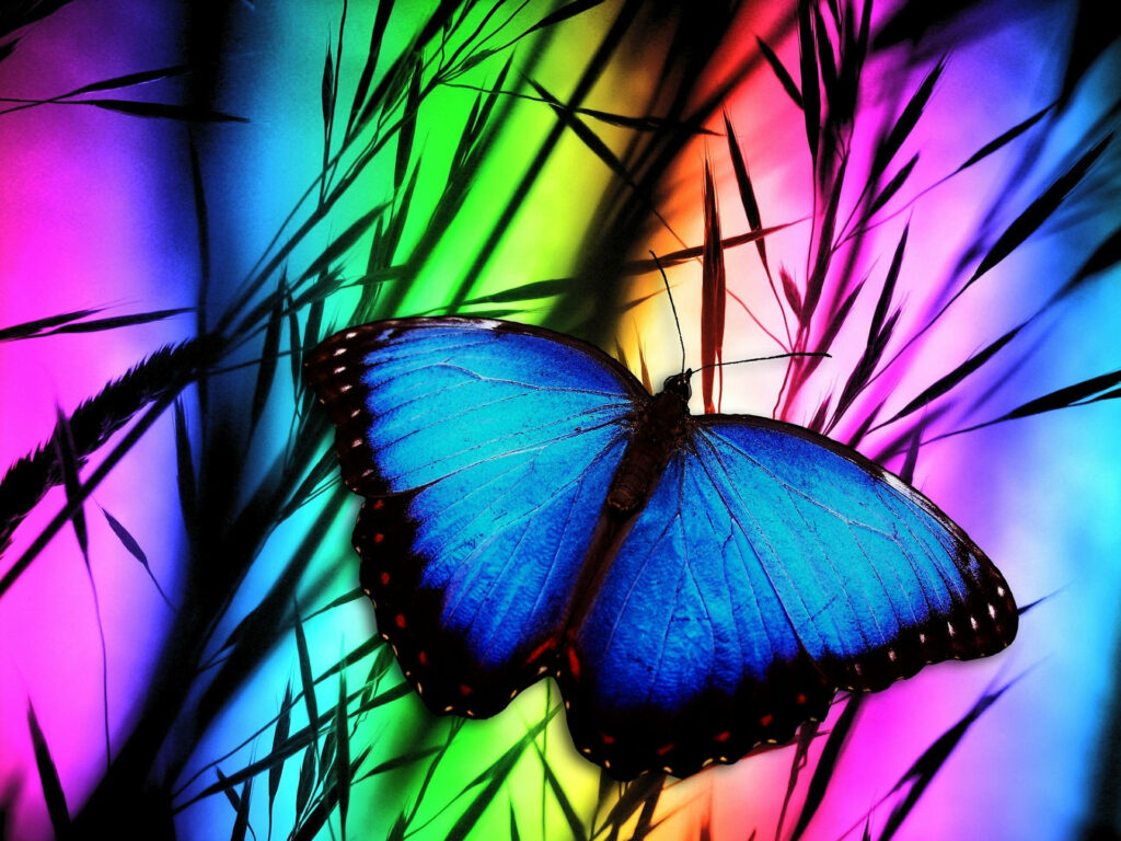 Majestic Blue Butterfly against Vibrant Rainbow Background: A Detailed Animal Photography Wallpaper Featuring Contrasting Shadows of Wheat Grass