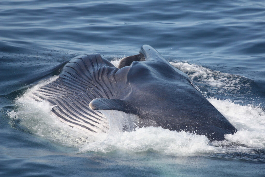 Majestic blue-gray whale breaking ocean surface showing powerful jaws in vibrant blue waters Wallpaper