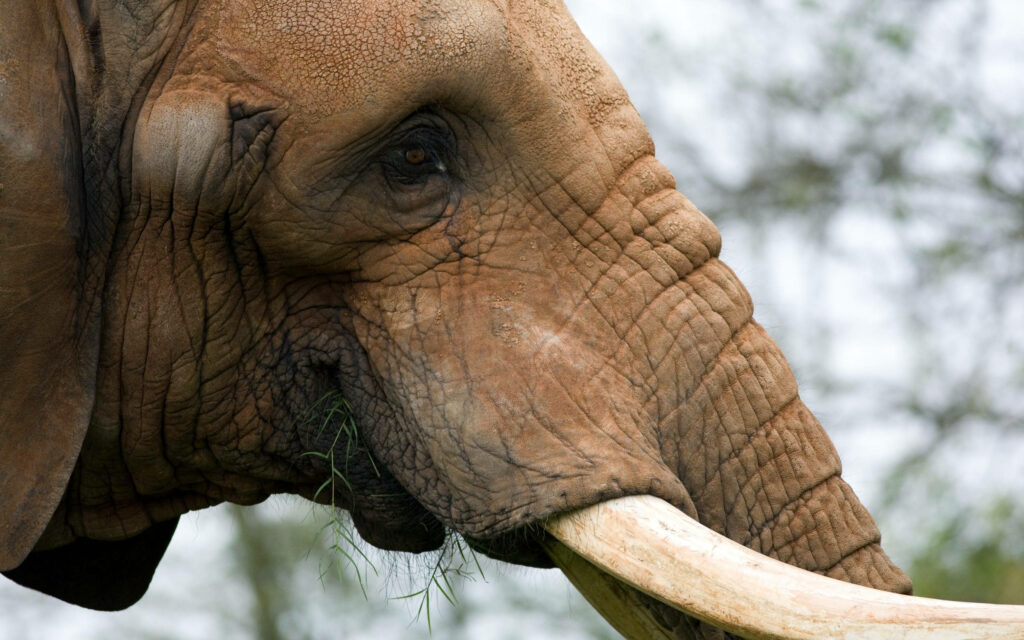 Majestic African Elephant Close-Up: Textured Skin & Tusks Munching Grass Wallpaper
