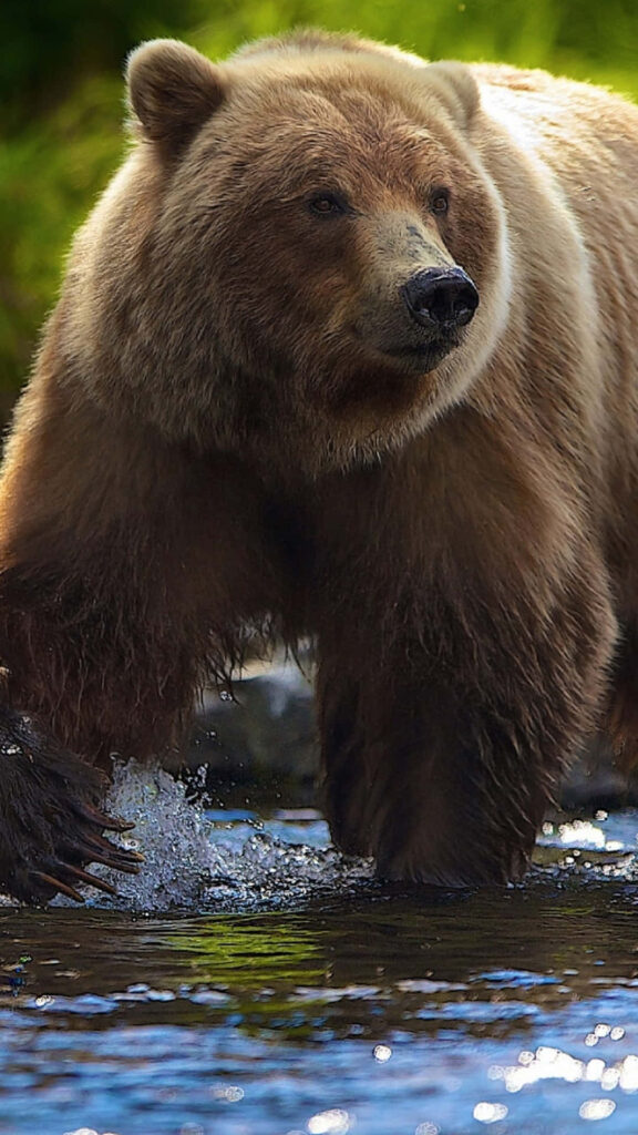 Stunning Brown Bear in Stream: Nature's Majestic Wilderness Wallpaper