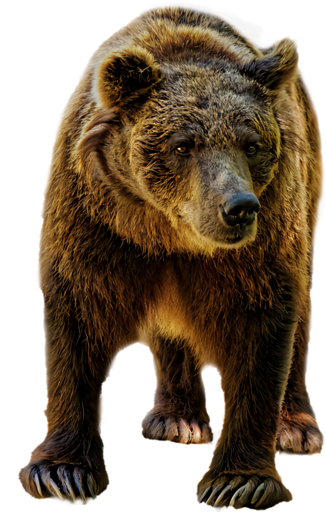 Majestic Brown Bear Wallpaper: Powerful Presence & Clear Detail