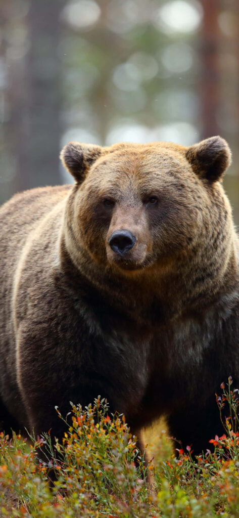 Majestic Brown Bear Wallpaper in Serene Natural Setting
