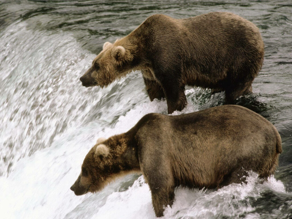 Majestic Brown Bears by a Waterfall – Nature's Powerful Beauty Wallpaper