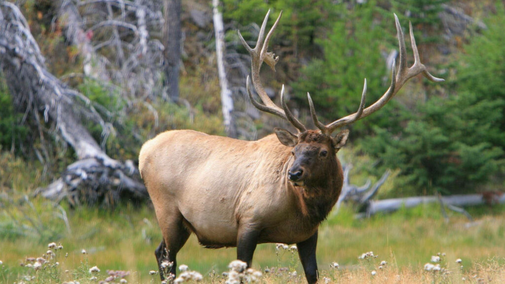 Majestic Brown Elk in Lush Forest - Serene Wildlife Wallpaper