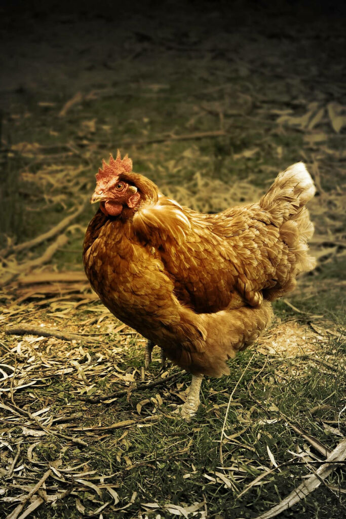 Majestic Brown Hen on Grass: Serene Rural Life Wallpaper