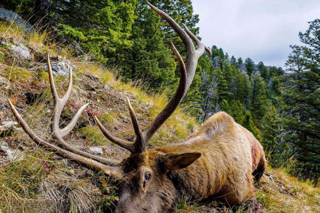 Majestic bull elk resting on grassy slope amid dense green pine trees in rugged forest landscape Wallpaper