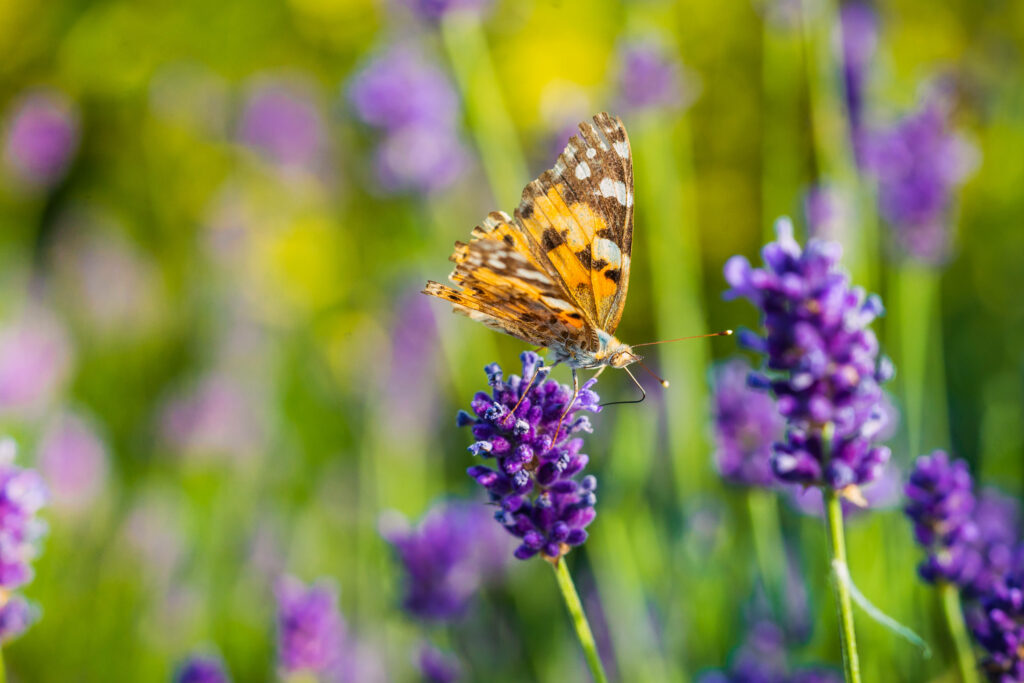 Breathtaking Butterfly Savoring Nectar among Lush Bunga Blossoms Wallpaper