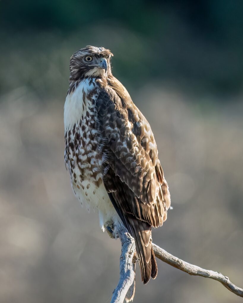 Majestic Buzzard on Branch with Blurred Background - Wildlife Wallpaper