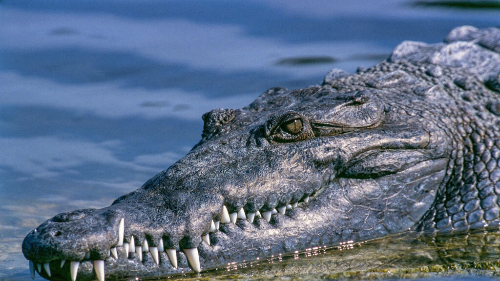 Majestic Caiman Lizard by Water: Textured Skin & Long Snout Wallpaper