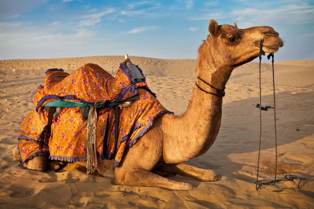 Majestic camel in colorful blankets resting on golden desert sands under clear blue sky wallpaper