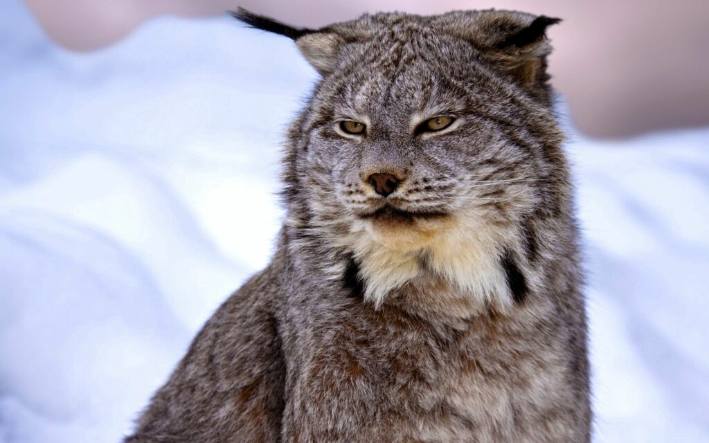 Majestic Canadian Lynx in Snowy Background - Serene Wildlife Wallpaper