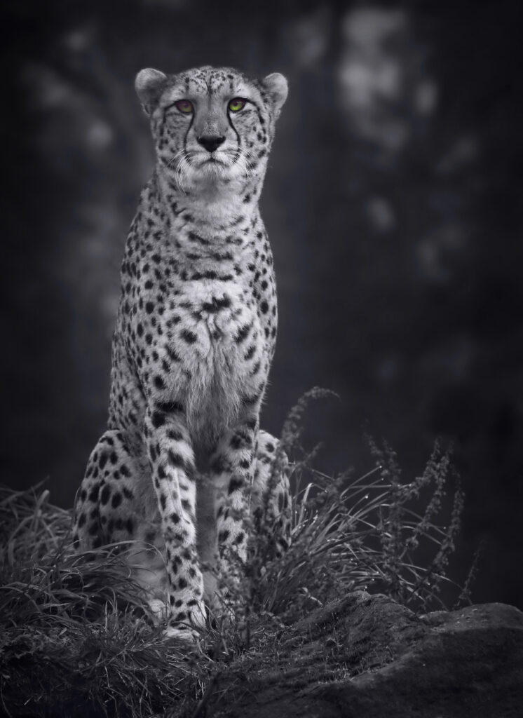 Majestic Cheetah Monochrome Wallpaper: Elegant Big Cat Background