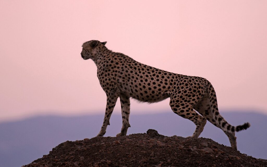 Majestic Cheetah Silhouette at Sunset: Stunning Wildlife Wallpaper