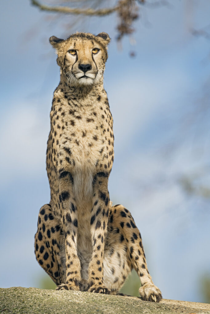 Majestic Cheetah Wallpaper: Agile Big Cat in Stunning Natural Setting