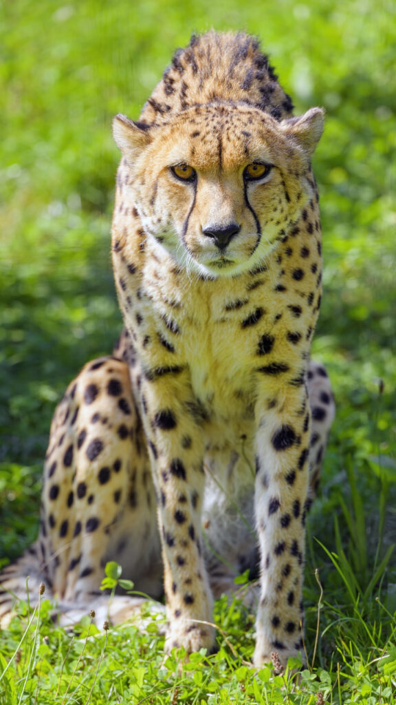 Majestic Cheetah Wallpaper: Graceful Predator in Lush Greenery