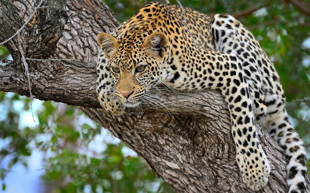 Majestic Cheetah Resting on Tree Branch - Lush Green Background Wallpaper