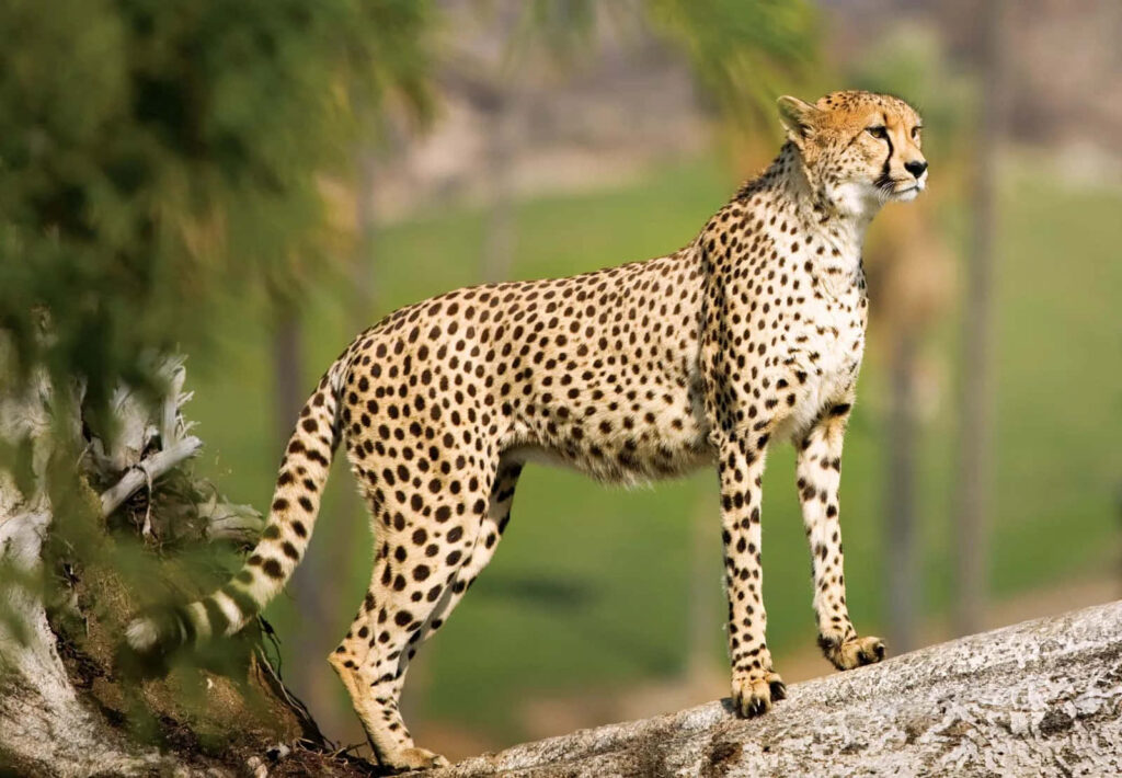 Majestic Cheetah on Tree Branch with Blurred Forest Background Wallpaper