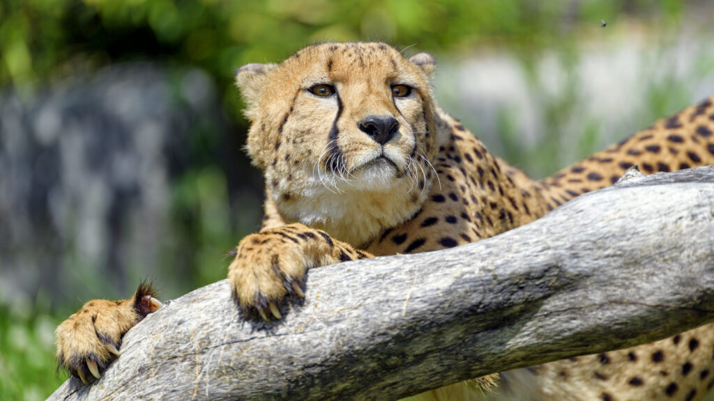 Majestic Cheetah Gazes Intently Under Tree – Nature’s Powerful Predator Wallpaper