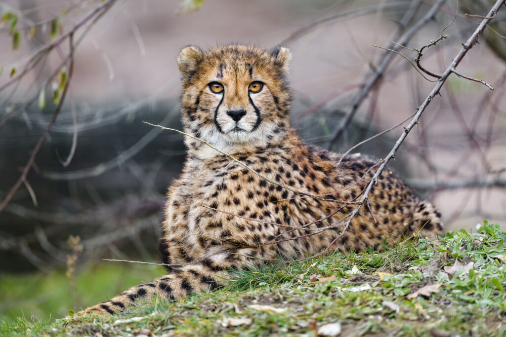Majestic Cheetah: Graceful Predator in Natural Habitat Wallpaper
