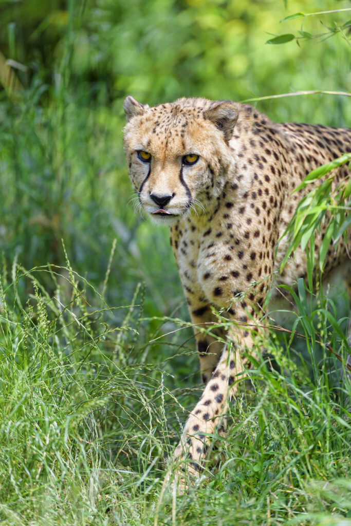 Majestic Cheetah in Lush Greenery: Powerful Predator Wallpaper