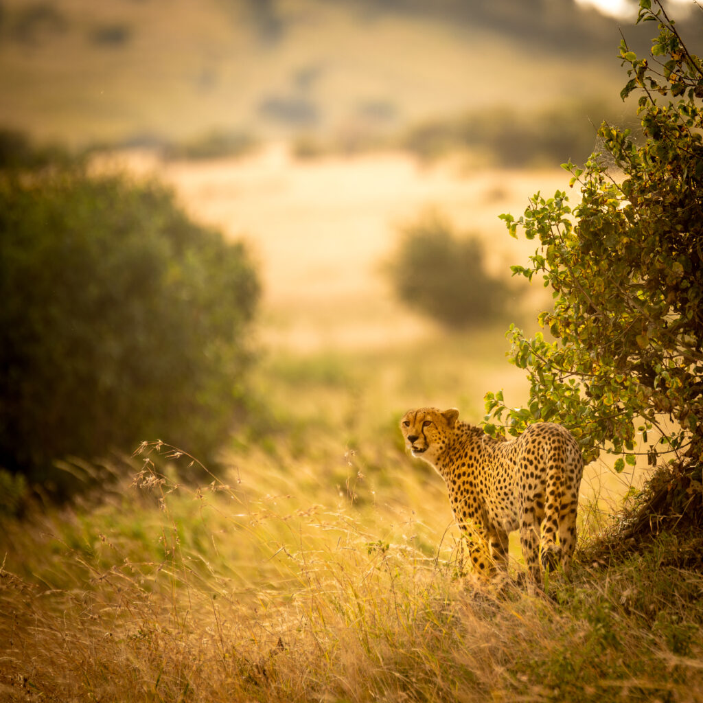 Majestic Cheetah Wallpaper: Graceful Predator in Serene Landscape