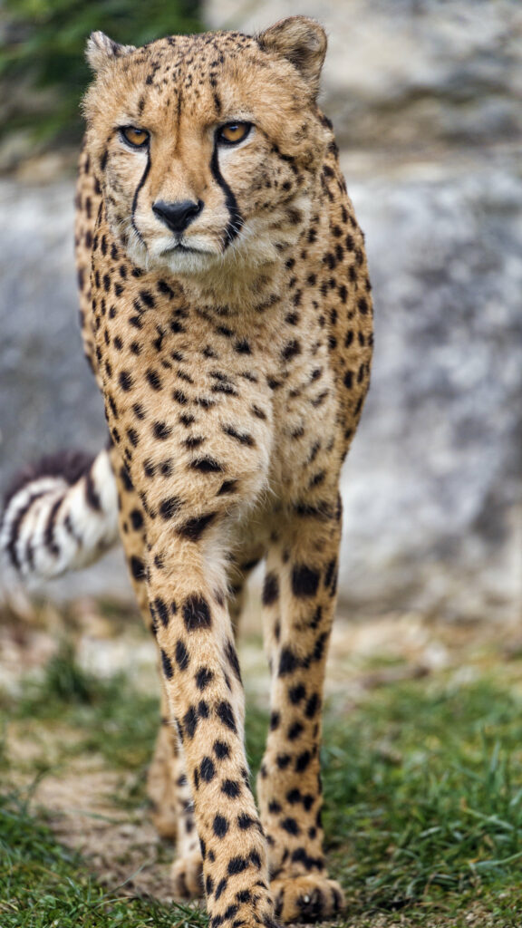 Majestic Cheetah Wallpaper: Sleek Predator in Natural Setting