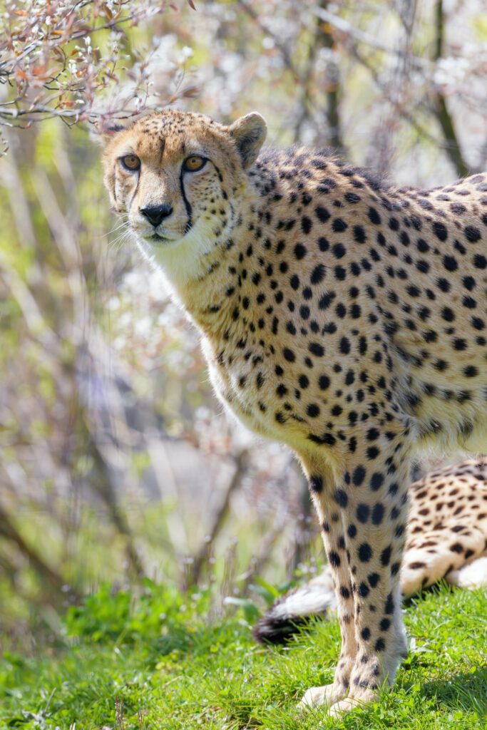 Majestic Cheetah Wallpaper: Agile Predator in Serene Foliage