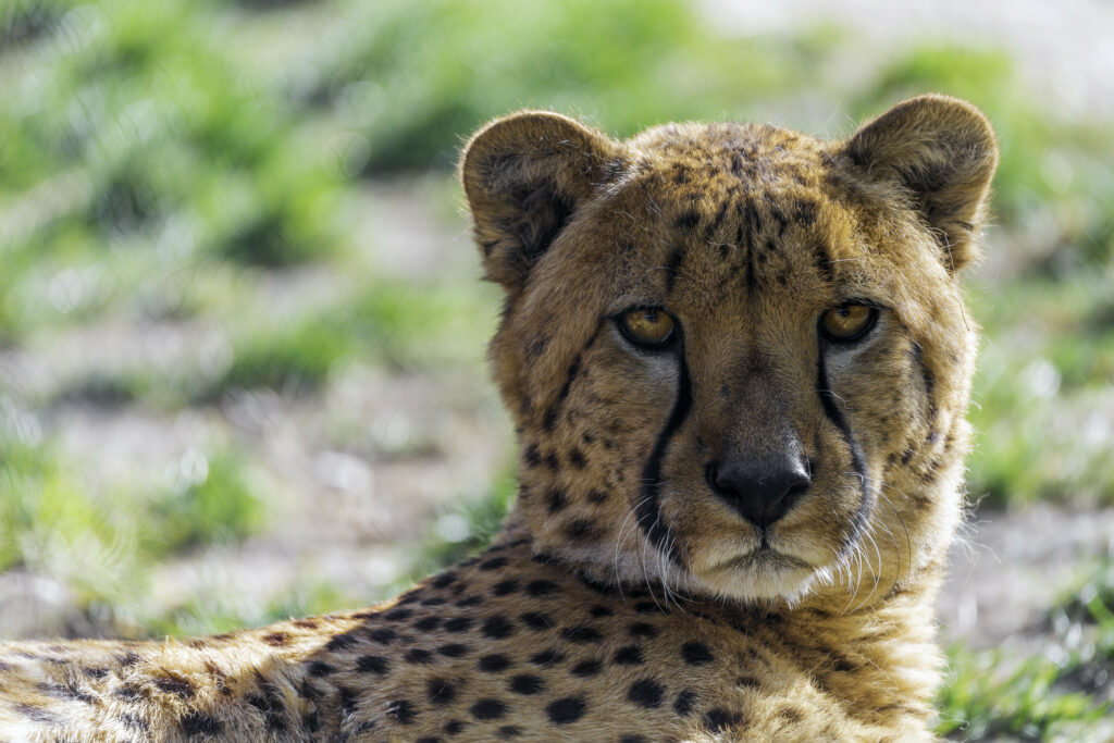 Majestic Cheetah Wallpaper: Intense Gaze & Natural Beauty