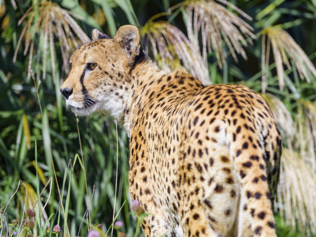 Majestic Cheetah in Tall Grass: Stunning Wildlife Wallpaper Background