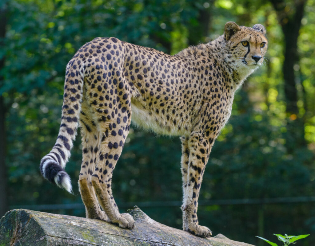 Majestic Cheetah on Tree Trunk: Wild Beauty in Lush Forest Wallpaper